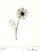 gravure: La Fleur, Suzanne Cattan
